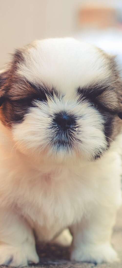 A group of small, fluffy, and adorable puppies with soft, cuddly fur. Oppo A6 GT mobile wallpaper