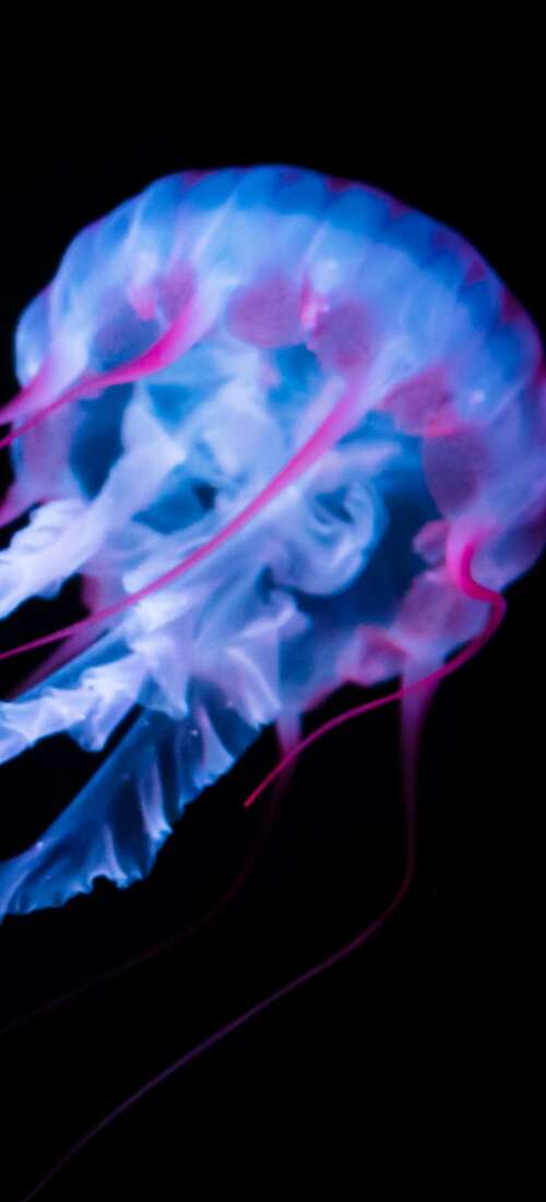 A glowing white jellyfish with bioluminescent tentacles floating against a solid... Honor Power2 wallpapers for android