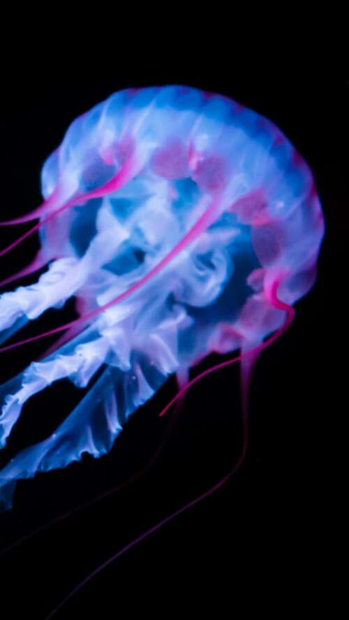 A glowing white jellyfish with bioluminescent tentacles floating against a solid... Apple iPhone SE 2022 cell phone backgrounds free