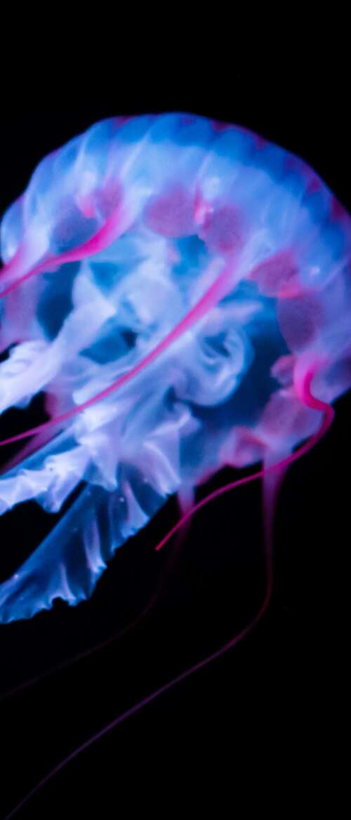 A glowing white jellyfish with bioluminescent tentacles floating against a solid... nubia Flip 3 free wallpaper
