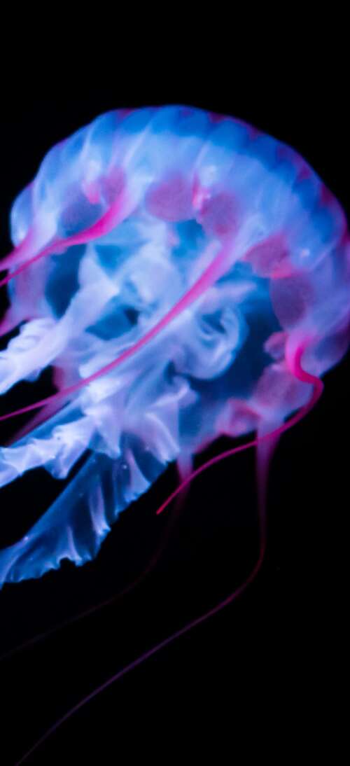 A glowing white jellyfish with bioluminescent tentacles floating against a solid... Oppo A6 GT high definition wallpaper