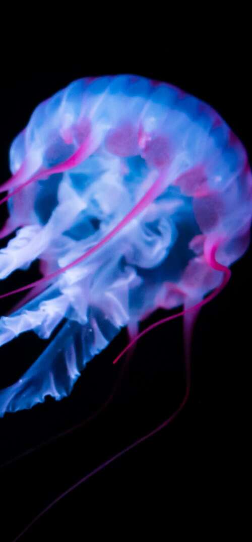 A glowing white jellyfish with bioluminescent tentacles floating against a solid... UmiDigi Umidigi X free background images