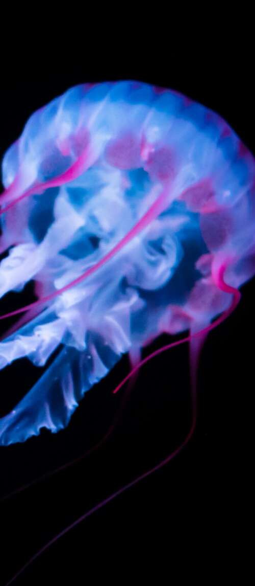 A glowing white jellyfish with bioluminescent tentacles floating against a solid... Xiaomi Redmi 14C 5G high definition wallpaper