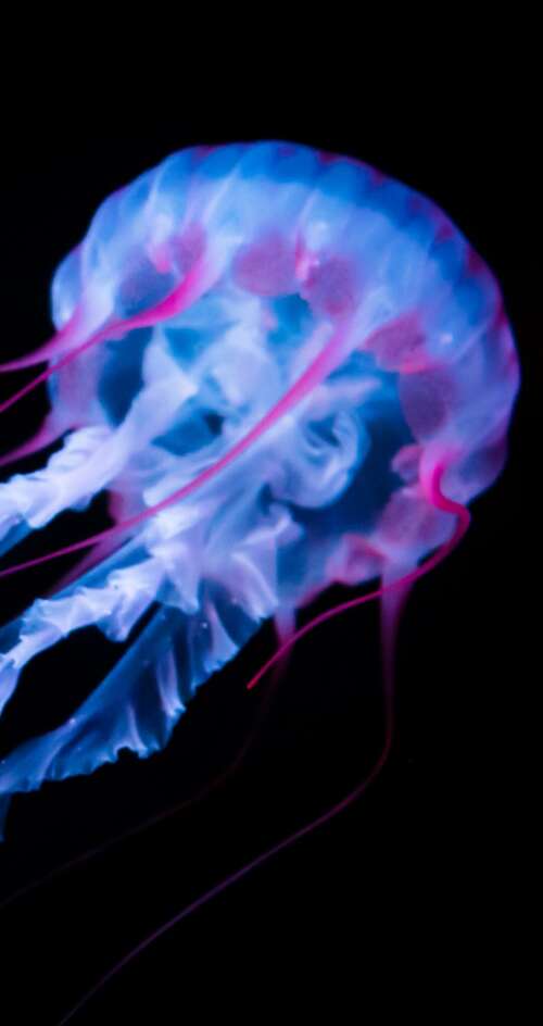 A glowing white jellyfish with bioluminescent tentacles floating against a solid... Sharp Aquos C10 free background images