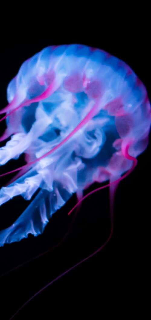 A glowing white jellyfish with bioluminescent tentacles floating against a solid... Oppo A6 mobile wallpaper