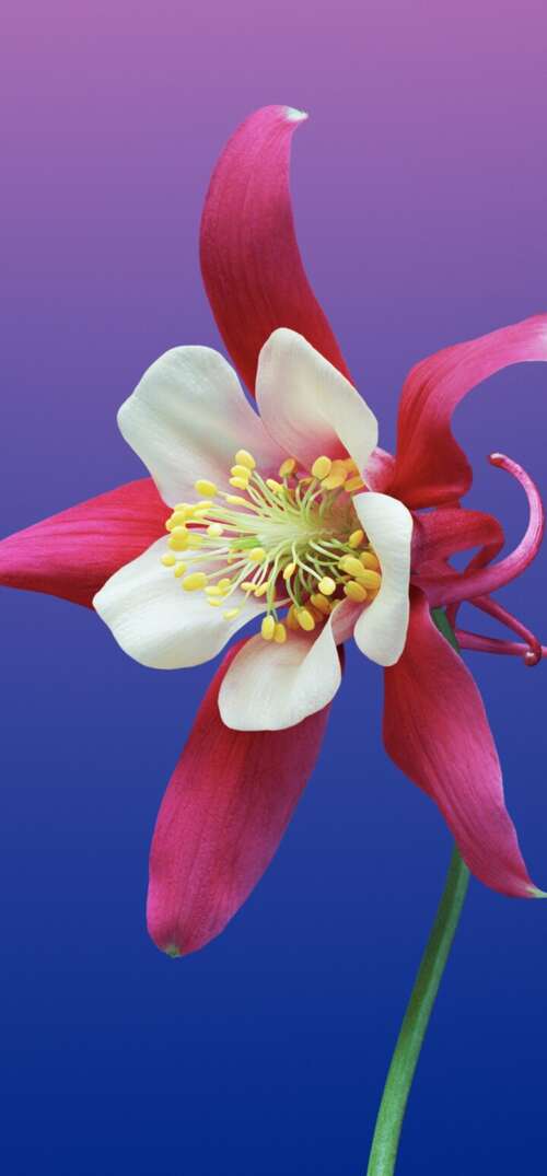 A smooth, colorful gradient background featuring warm and cool tones inspired by... free wallpaper
