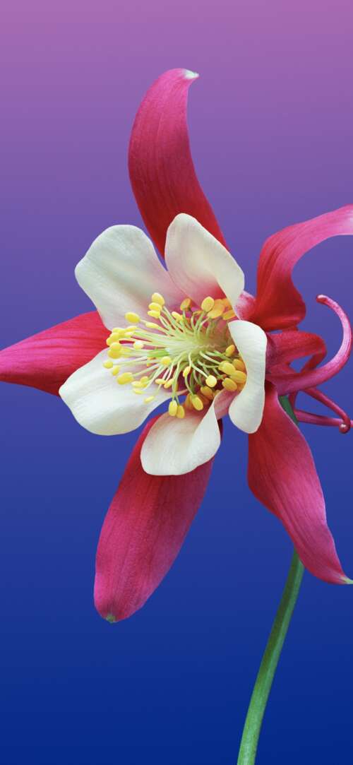 A smooth, colorful gradient background featuring warm and cool tones inspired by... Xiaomi Redmi 15 4G wallpapers for android