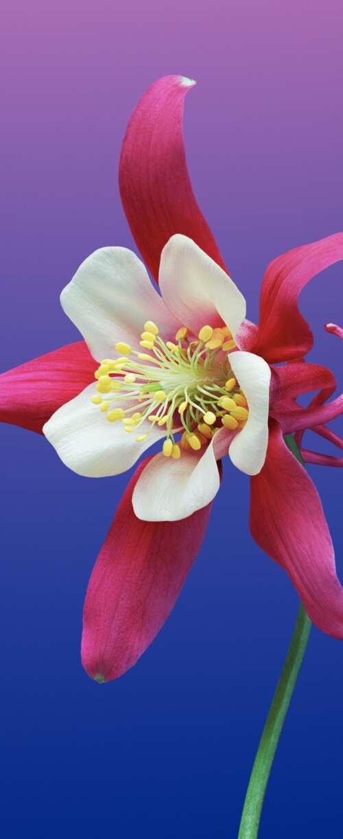 A smooth, colorful gradient background featuring warm and cool tones inspired by... Samsung Galaxy Z Flip7 FE