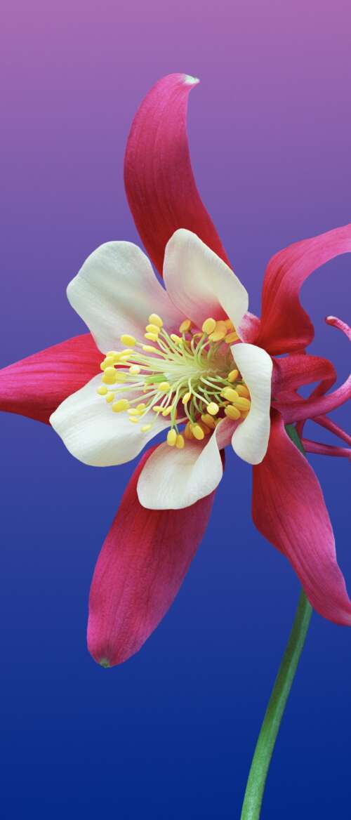 A smooth, colorful gradient background featuring warm and cool tones inspired by... nubia Flip 3 wallpaper images