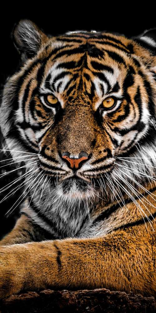 A detailed close-up portrait of a Bengal Tiger's face with intense eyes against a... Doogee Fire 3 Ultra