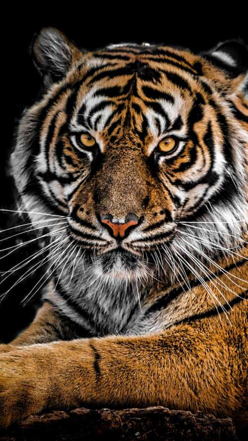 A detailed close-up portrait of a Bengal Tiger's face with intense eyes against a... Apple iPhone SE 2022 pictures for wallpaper