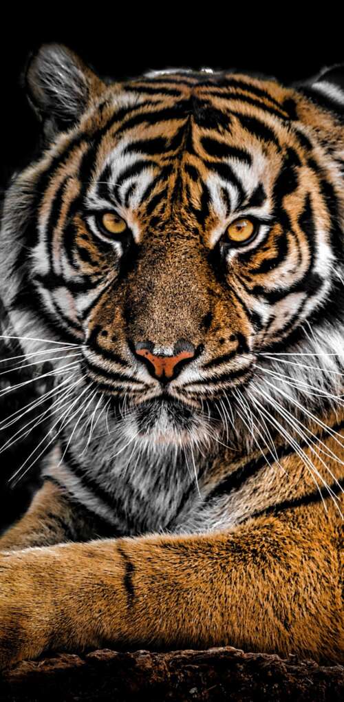 A detailed close-up portrait of a Bengal Tiger's face with intense eyes against a... Huawei Mate 30 Pro free wallpaper