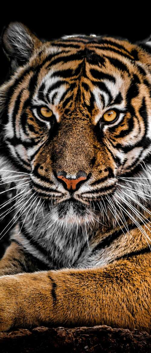 A detailed close-up portrait of a Bengal Tiger's face with intense eyes against a... nubia Flip 3 free background images