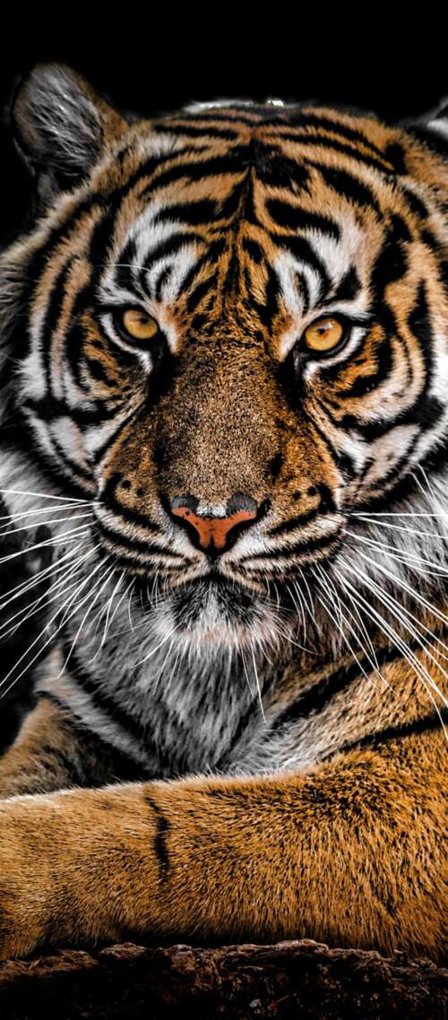 A detailed close-up portrait of a Bengal Tiger's face with intense eyes against a... Xiaomi Redmi A4 hand phone wallpaper