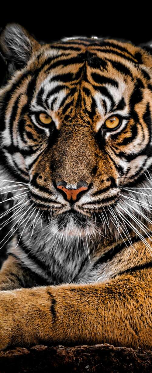 A detailed close-up portrait of a Bengal Tiger's face with intense eyes against a... Samsung Galaxy Z Flip7 FE wallpaper download