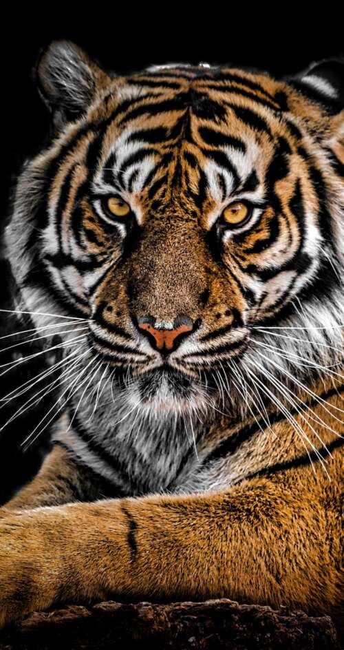 A detailed close-up portrait of a Bengal Tiger's face with intense eyes against a... Sharp Aquos C10 free wallpaper