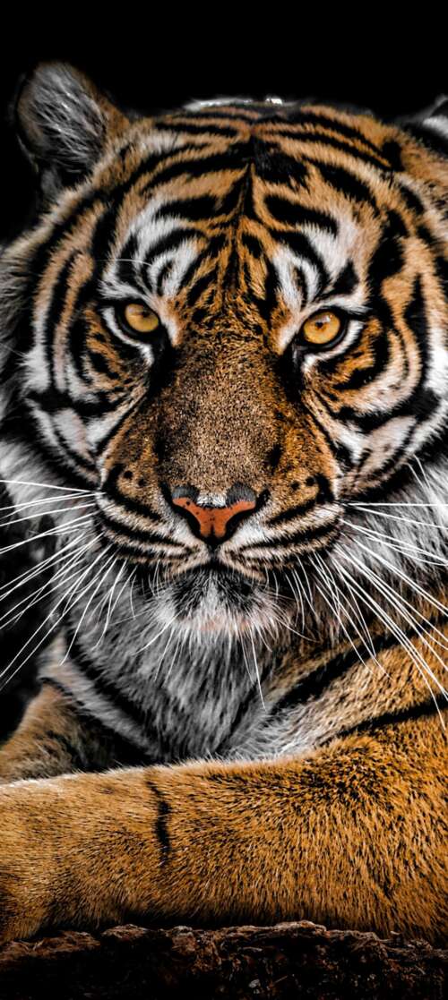 A detailed close-up portrait of a Bengal Tiger's face with intense eyes against a... Motorola Moto G Stylus (2026) download free wallpaper for phone