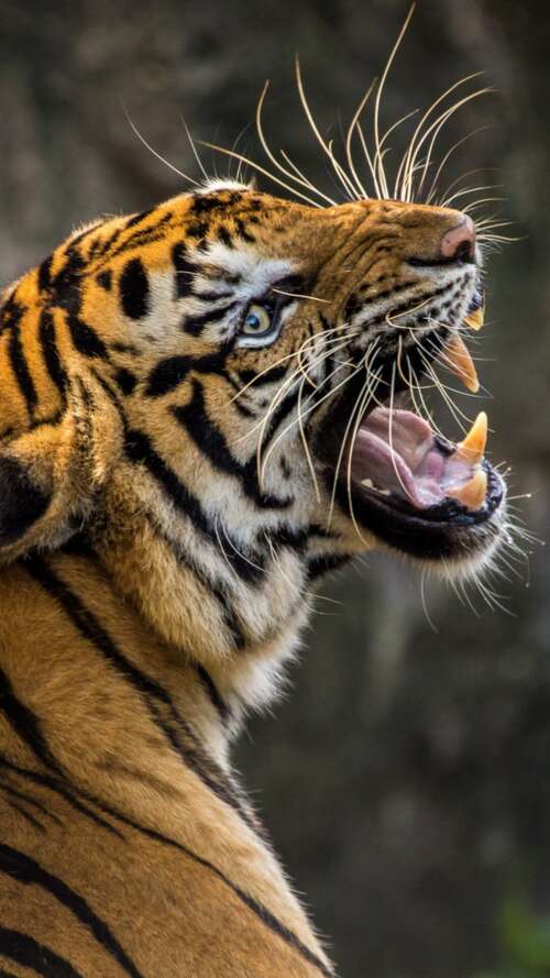 A detailed close-up of a Bengal tiger roaring with its mouth wide open, revealing... Apple iPhone SE 2022 free hd wallpapers