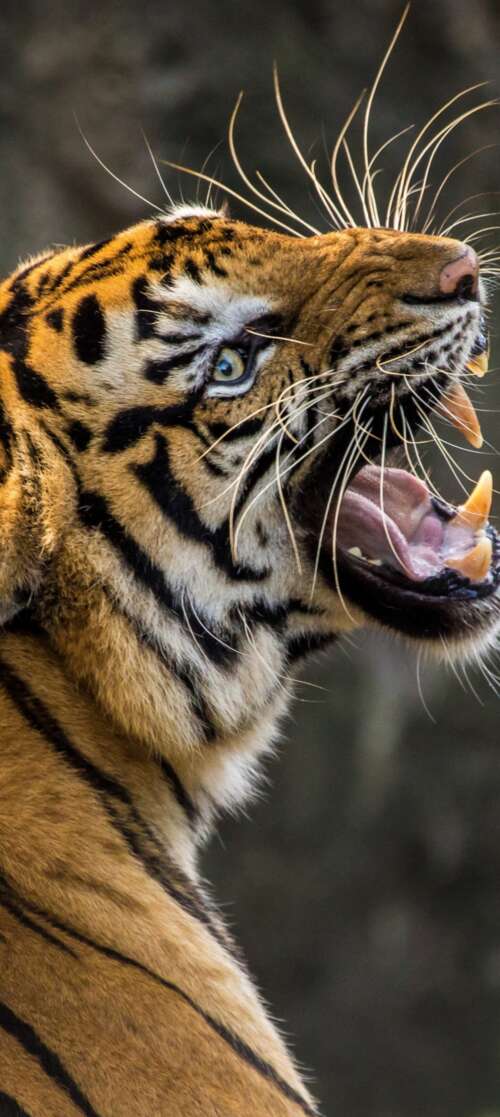A detailed close-up of a Bengal tiger roaring with its mouth wide open, revealing... Oukitel C65