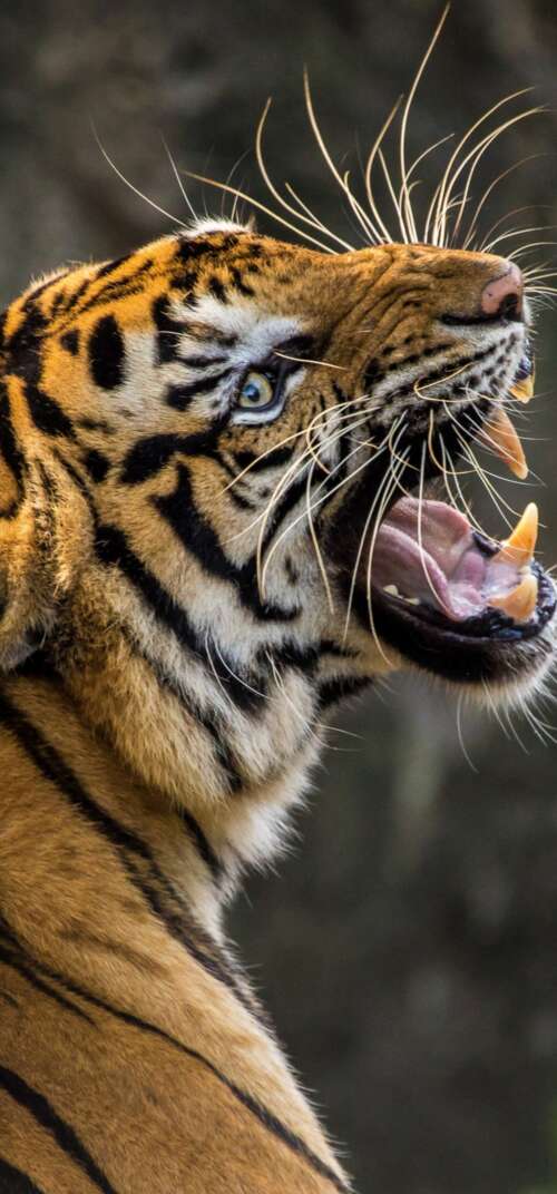 A detailed close-up of a Bengal tiger roaring with its mouth wide open, revealing... Samsung Galaxy S26 Ultra mobile wallpaper