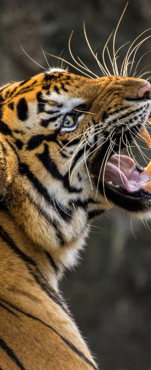 A detailed close-up of a Bengal tiger roaring with its mouth wide open, revealing... Samsung Galaxy Z Flip7 FE download free wallpaper for phone