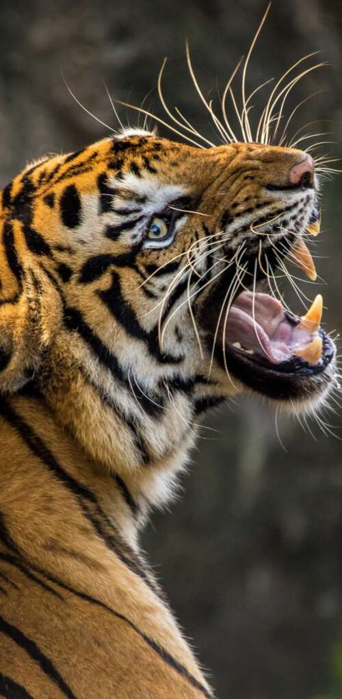 A detailed close-up of a Bengal tiger roaring with its mouth wide open, revealing... Huawei Mate 30 Pro cell phone backgrounds free