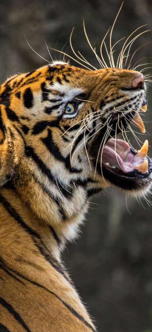A detailed close-up of a Bengal tiger roaring with its mouth wide open, revealing... Oppo A6 GT wallpaper photo gallery download