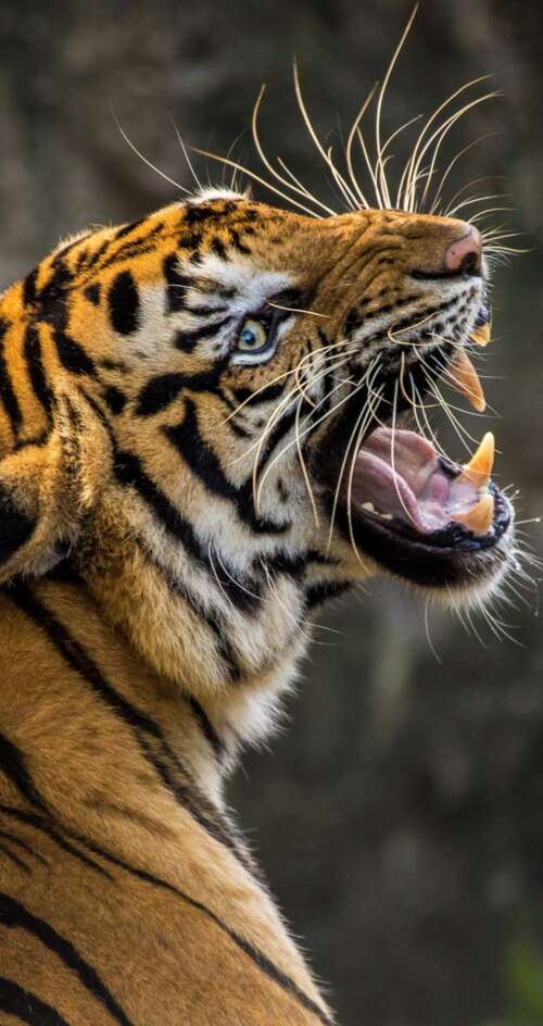 A detailed close-up of a Bengal tiger roaring with its mouth wide open, revealing... Sharp Aquos C10 cell phone backgrounds free