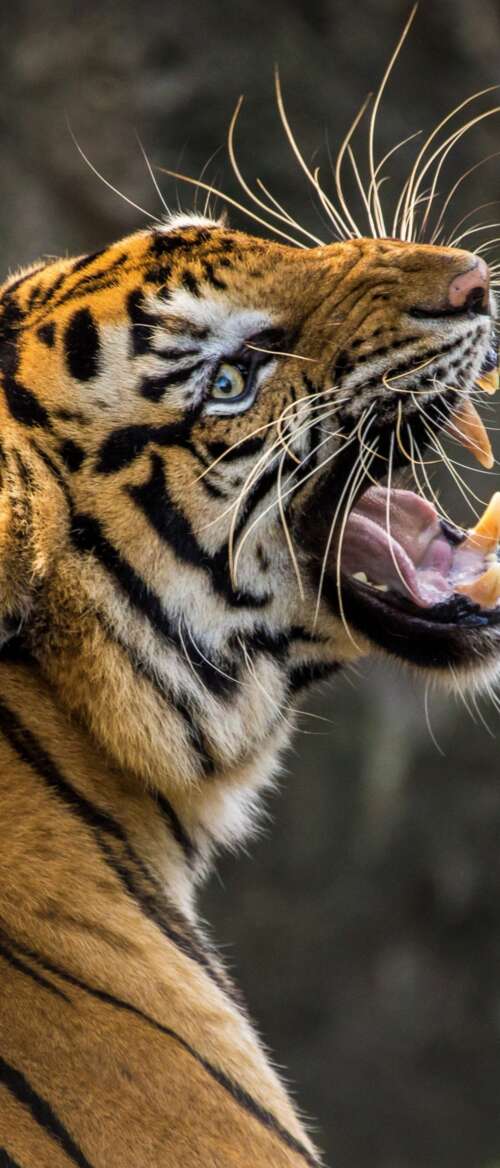 A detailed close-up of a Bengal tiger roaring with its mouth wide open, revealing... nubia Flip 3 pictures for wallpaper