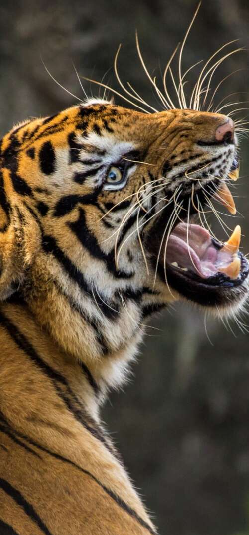 A detailed close-up of a Bengal tiger roaring with its mouth wide open, revealing... UmiDigi Umidigi X cell phone backgrounds free