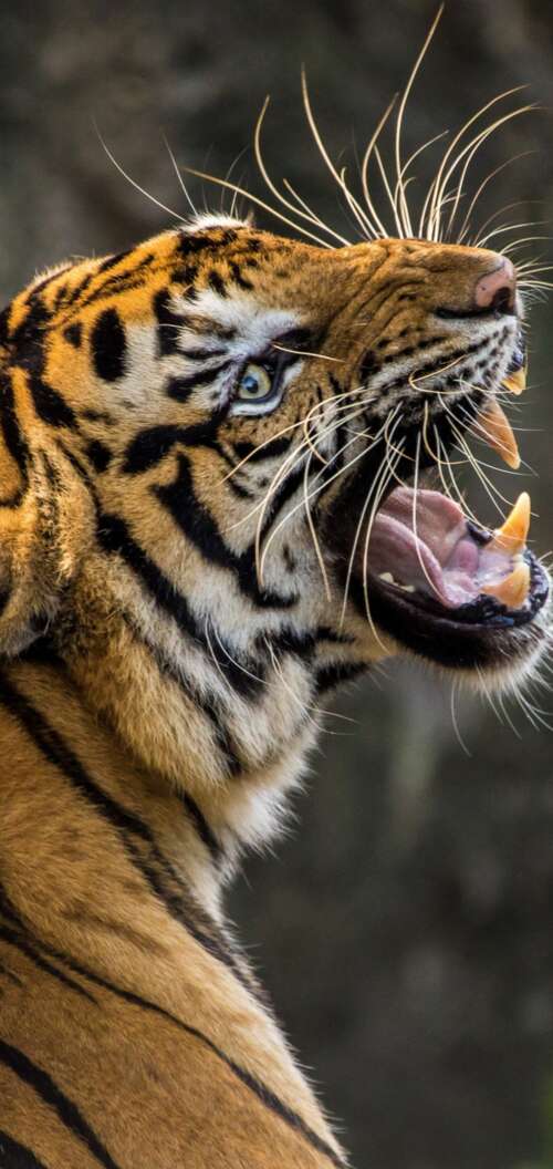 A detailed close-up of a Bengal tiger roaring with its mouth wide open, revealing... Oppo A6