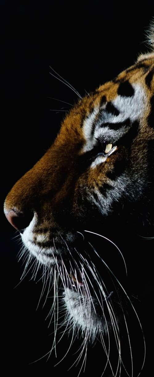 A dramatic close-up of a tiger's face with intense eyes against a dark black background. Samsung Galaxy Z Flip7 FE lock screen wallpaper