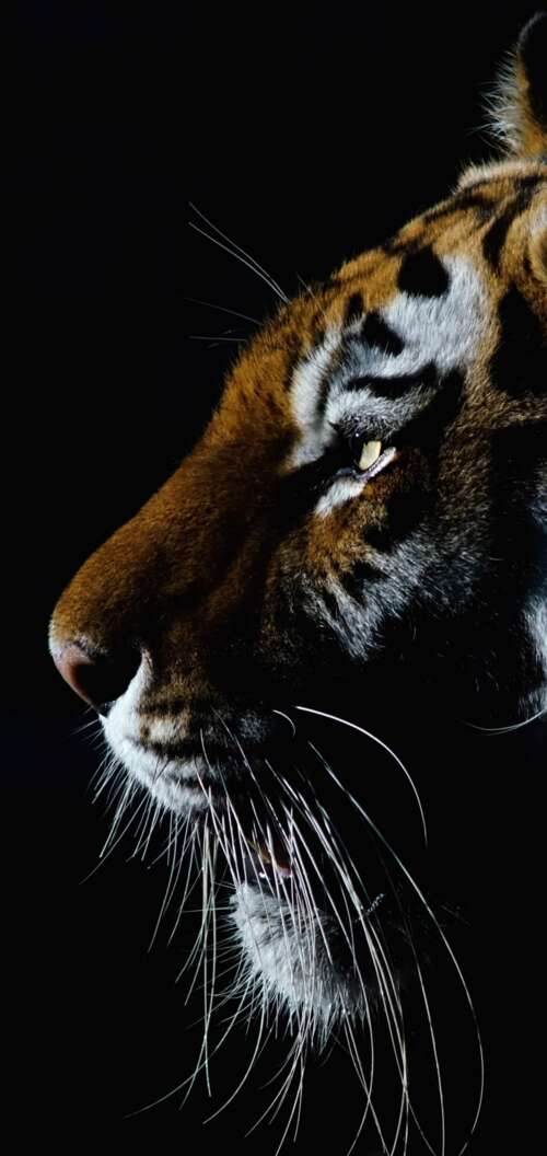 A dramatic close-up of a tiger's face with intense eyes against a dark black background. Oppo A6x 5G wallpapers for android