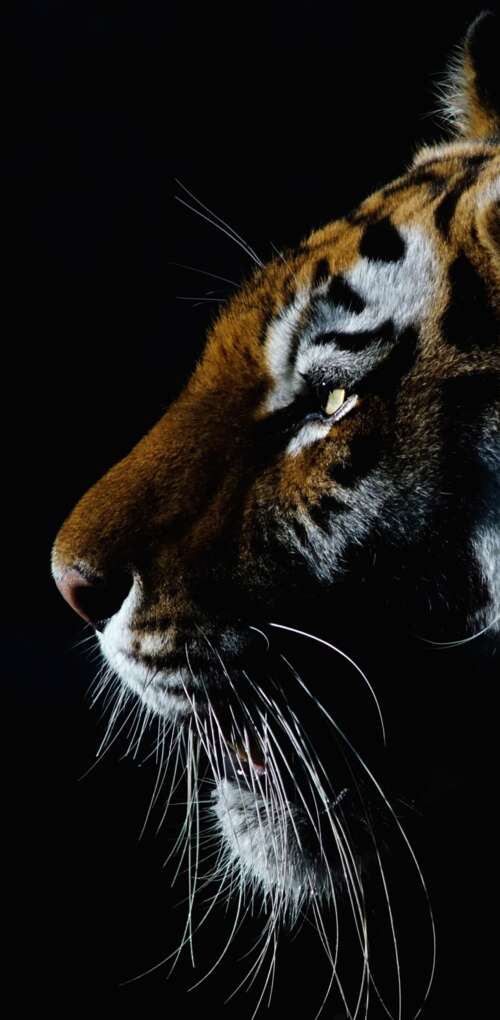 A dramatic close-up of a tiger's face with intense eyes against a dark black background. Huawei Mate 30 Pro mobile wallpaper