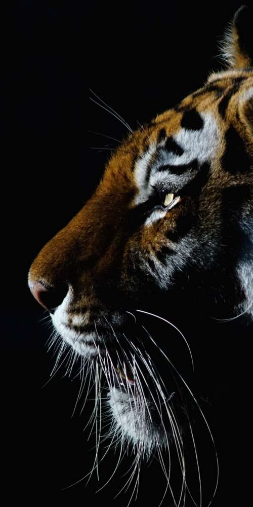 A dramatic close-up of a tiger's face with intense eyes against a dark black background. Doogee Fire 3 Ultra free background images