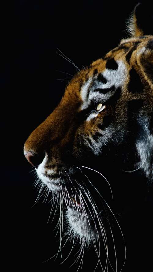 A dramatic close-up of a tiger's face with intense eyes against a dark black background. Apple iPhone SE 2022