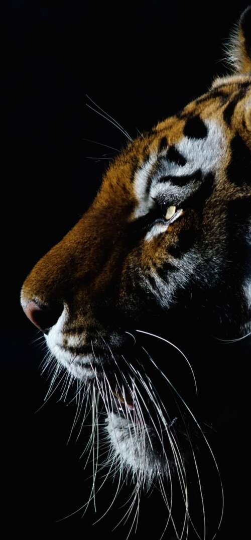 A dramatic close-up of a tiger's face with intense eyes against a dark black background. UmiDigi Umidigi X mobile wallpaper