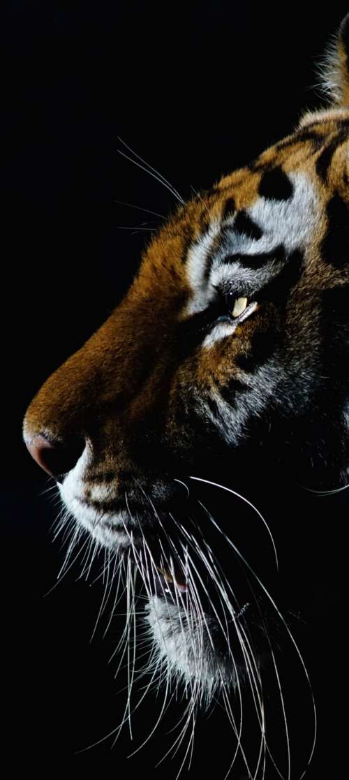 A dramatic close-up of a tiger's face with intense eyes against a dark black background. Motorola Moto G Stylus (2026) background images hd
