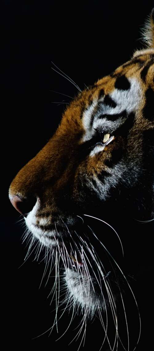 A dramatic close-up of a tiger's face with intense eyes against a dark black background. Blackview XPLORE 1 Pro mobile wallpaper