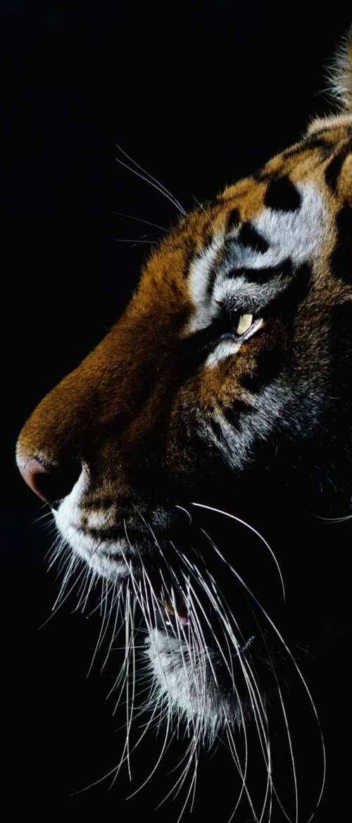 A dramatic close-up of a tiger's face with intense eyes against a dark black background. nubia Flip 3 free hd wallpapers