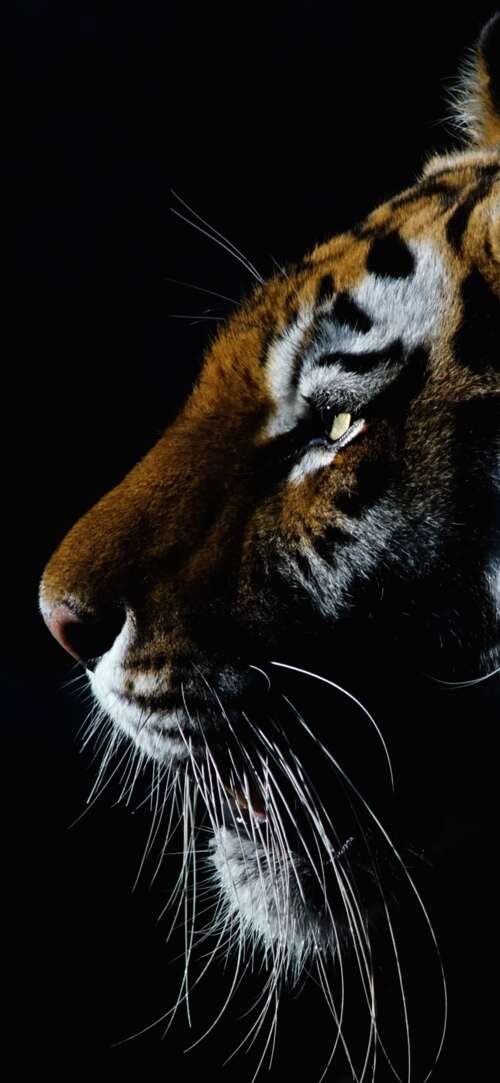 A dramatic close-up of a tiger's face with intense eyes against a dark black background. Xiaomi Redmi 15 4G wallpaper photo gallery download