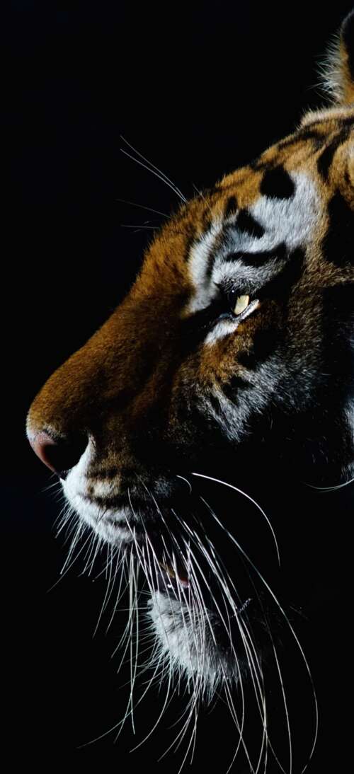 A dramatic close-up of a tiger's face with intense eyes against a dark black background. realme GT 7T background images hd