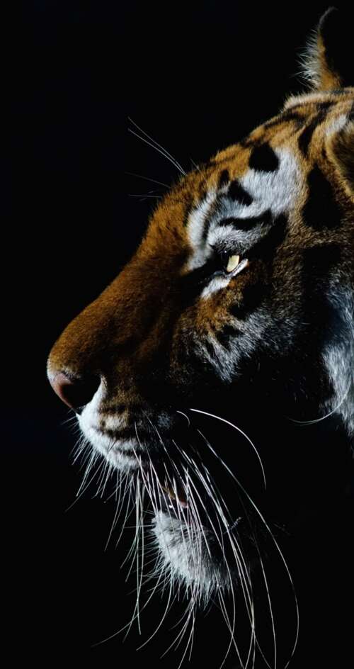 A dramatic close-up of a tiger's face with intense eyes against a dark black background. Sharp Aquos C10 mobile wallpaper