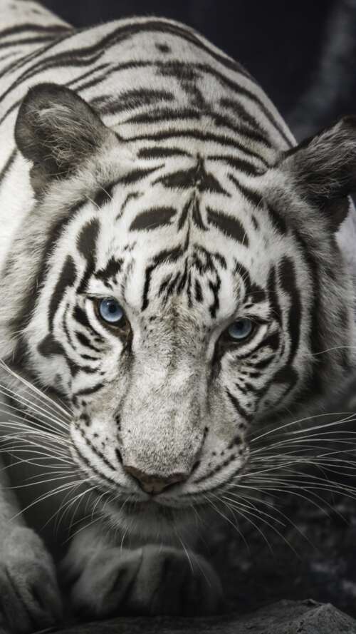 Intense close-up of a White Bengal Tiger staring from behind dark rocks, monochrome... free wallpaper