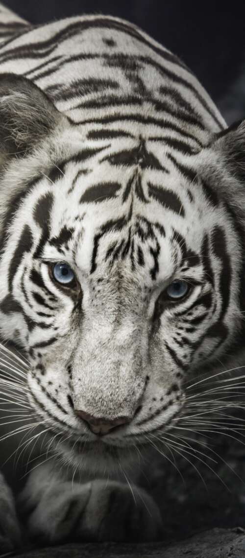 Intense close-up of a White Bengal Tiger staring from behind dark rocks, monochrome... Oukitel WP56
