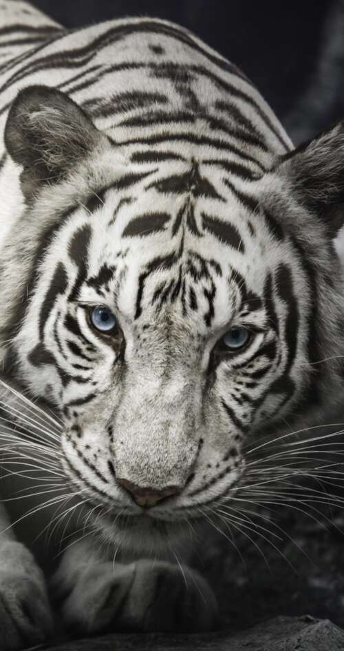 Intense close-up of a White Bengal Tiger staring from behind dark rocks, monochrome... Sharp Aquos C10