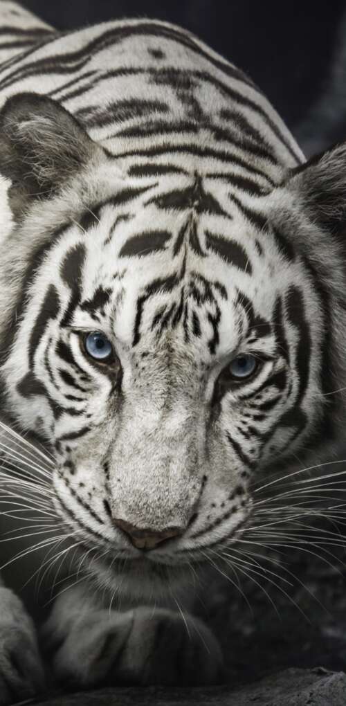 Intense close-up of a White Bengal Tiger staring from behind dark rocks, monochrome... Huawei Mate 30 Pro