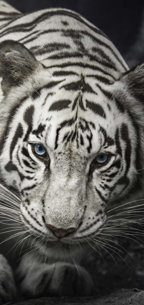 Intense close-up of a White Bengal Tiger staring from behind dark rocks, monochrome... Oppo A6x 5G free wallpaper