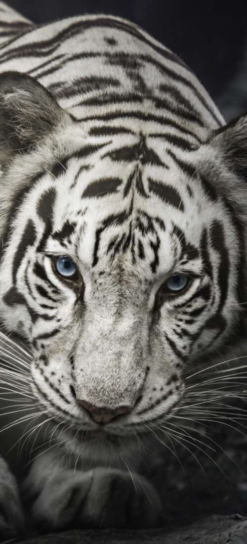 Intense close-up of a White Bengal Tiger staring from behind dark rocks, monochrome...
