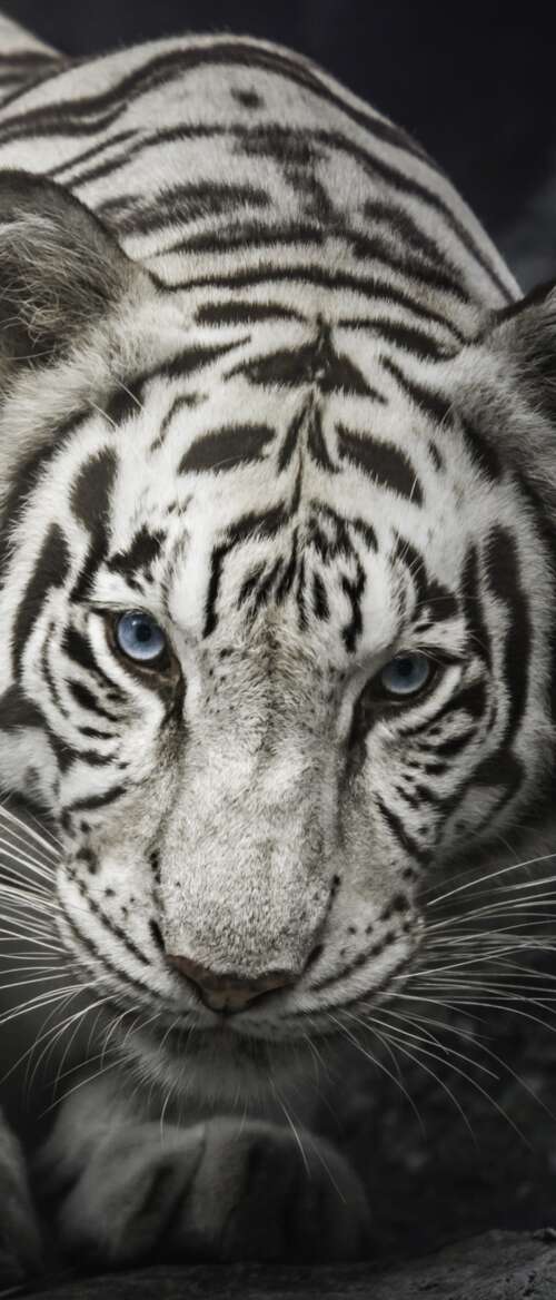 Intense close-up of a White Bengal Tiger staring from behind dark rocks, monochrome... nubia Flip 3 hd background